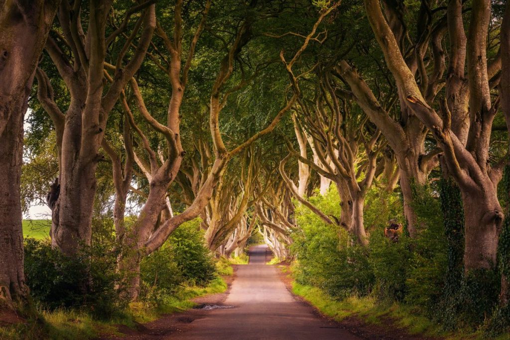 The Dark Edges - Irlanda - alberi che si intrecciano