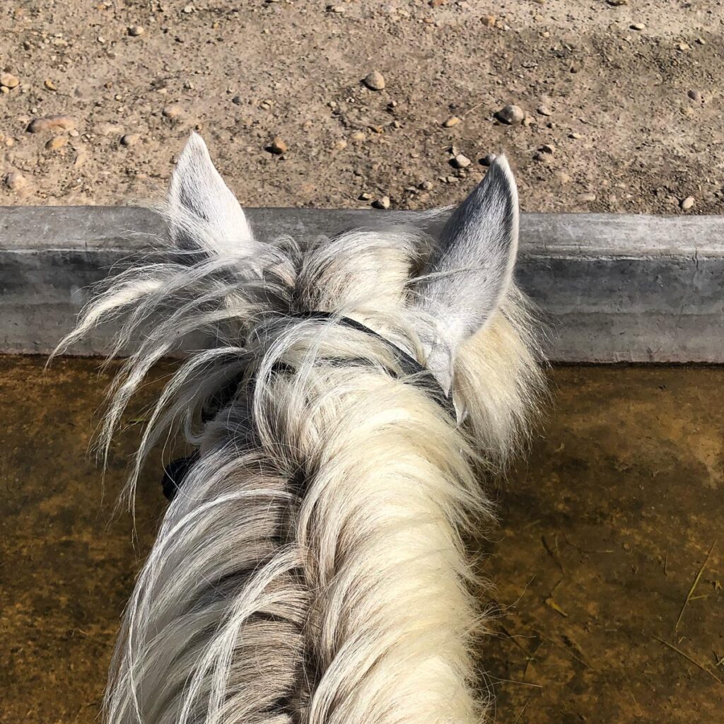 Viaggio in Camargue Provenza