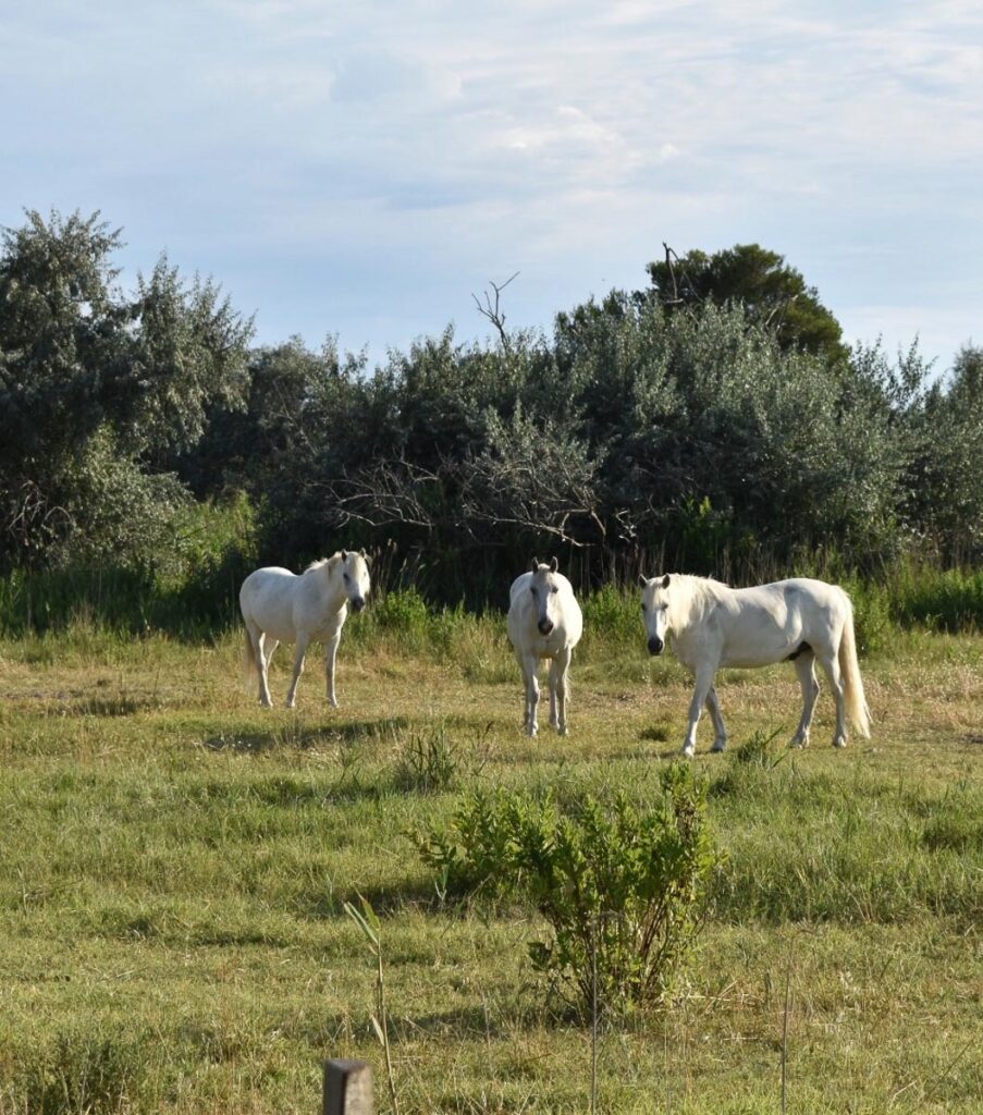 Cavalli Camargue
