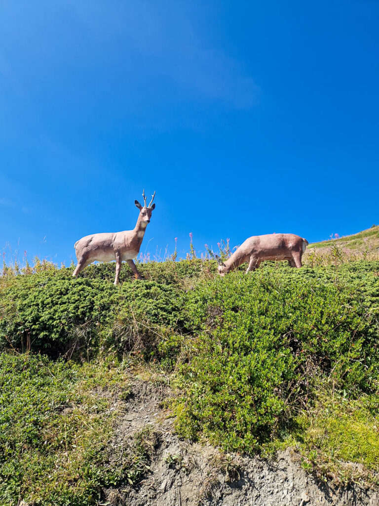 Escursione Rifugio Mont Fallère: trekking tra natura e museo a cielo aperto