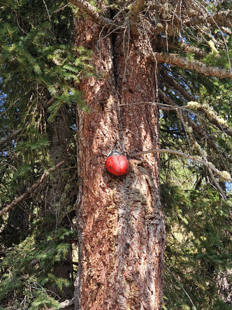 Installazioni rifugio Mont Fallère, coccinella