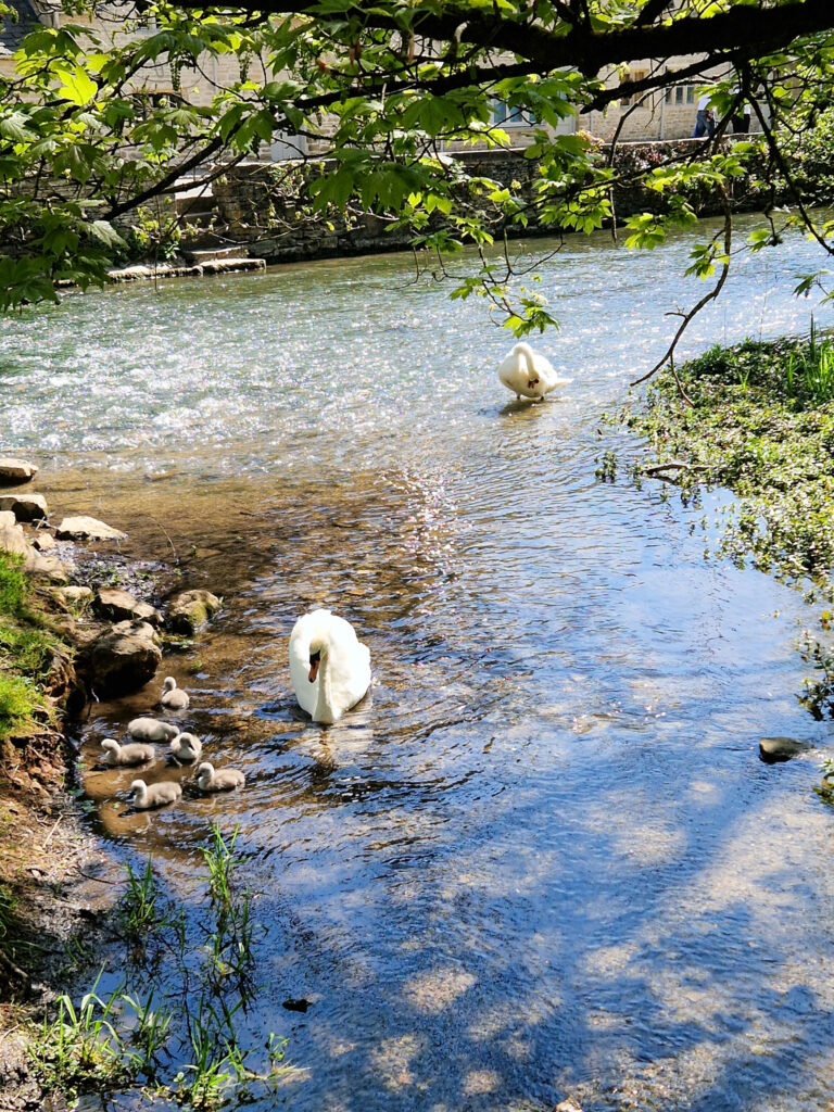 River Coln Bibury