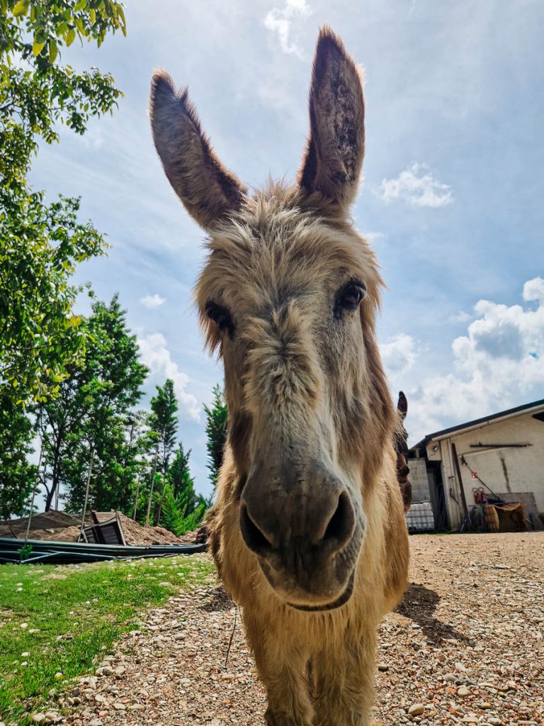 Cheese Experience - Da Fabiana - Animali
