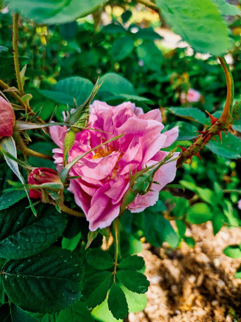 Parco delle Rose Bossolasco