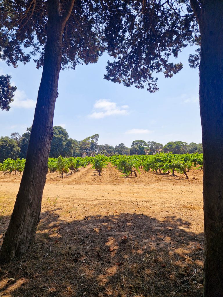Porquerolles vigneti