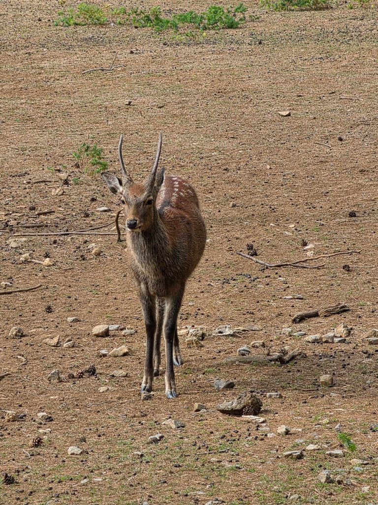 Animali nel Parco Faunistico di Han